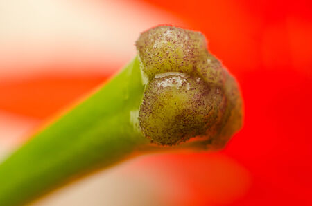 Lilium Pistil Close Up Detailsの写真素材