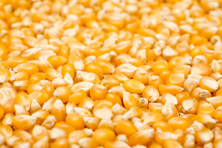 Corn Seeds Closeupの写真素材