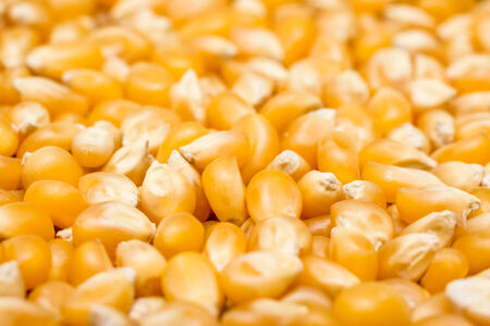 Corn Seeds Detailsの写真素材