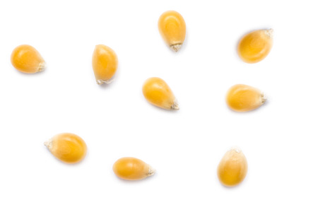 Corn Seeds On Whiteの写真素材
