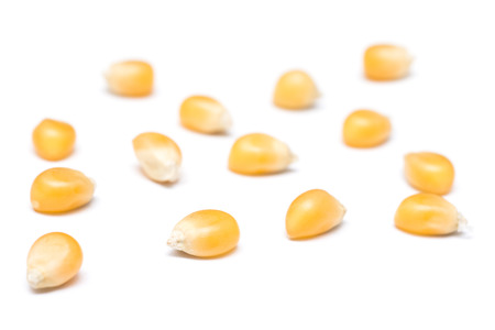 Corn Seedsの写真素材