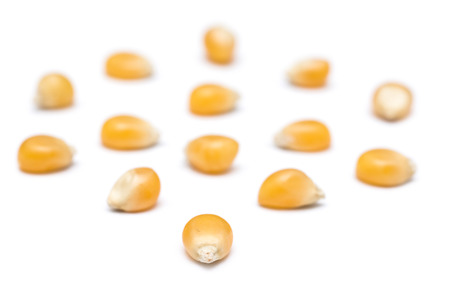 Corn Seeds On Whiteの写真素材