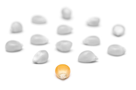 Corn Beans Team Leader Conceptの写真素材