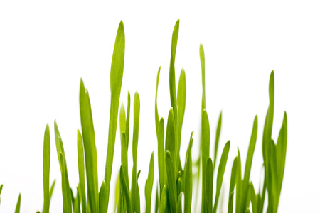 Fresh Grass Closeup On White Backgroundの写真素材