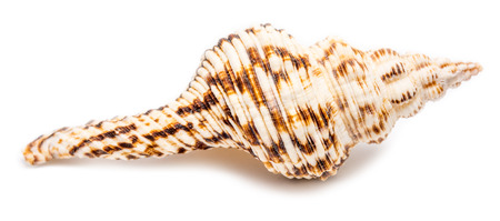 Sea Shell On Whiteの写真素材