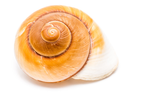 Sea Shell On Whiteの写真素材