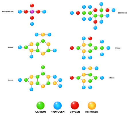 Basic Building Blocks Molecules Of Deoxyribonucleic Acid Dna Vector Illustrationのイラスト素材
