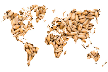 World Map Wheat Grains Isolated On Whiteの写真素材