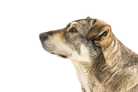 Homeless Dog Portrait Looking Up Isolated On Whiteの写真素材