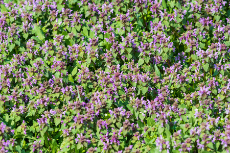 Purple Spring Flowers Field Blossom In Springの写真素材