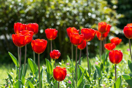 Red Tulips Blossom In Public Parkの写真素材