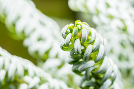 Korean Pine  Pinus Koraiensis  Close Upの写真素材