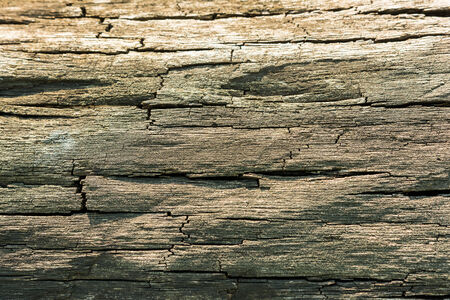 Tree Bark Texture Close Up