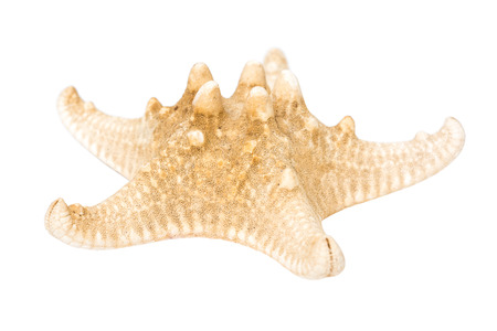 Sea Star Isolated On White