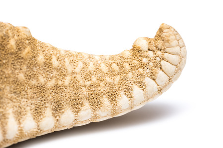 Sea Star Arm Isolated On Whiteの写真素材