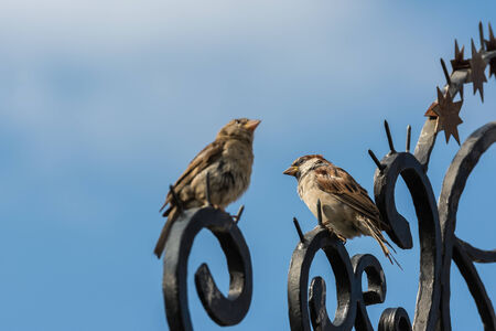 Small Sparrow Birds On Metallic Fence Against Blue Skyの写真素材