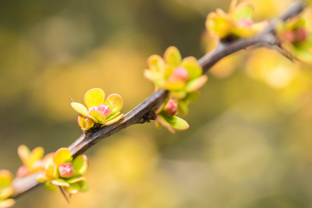 Spring Tree Branches And Buds Blossomの写真素材