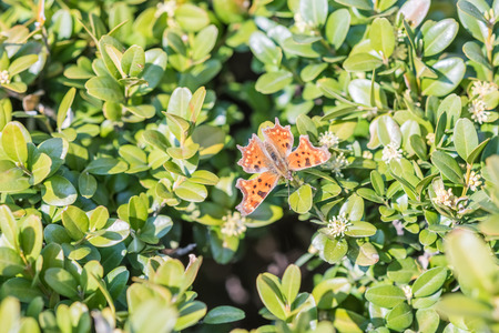 Orange Butterfly Monarch With Brown Spotsの写真素材