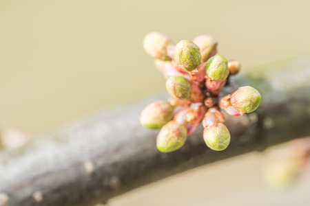 Spring Tree Branches And Buds Blossomの写真素材