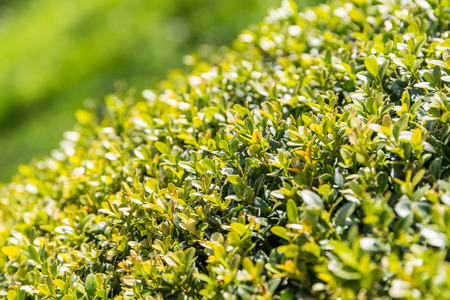 Fresh Laurel Bush Leaves In Springの写真素材