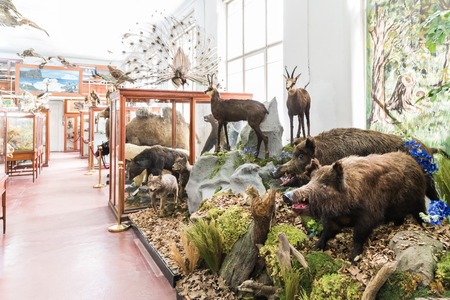 CLUJ NAPOCA, ROMANIA - APRIL 14, 2015: Interior Of Zoological Museum Of Cluj Was Built In 1859 And Has Now Over 300.000 Species Of Animals, Birds And Insects Displayed.のeditorial素材