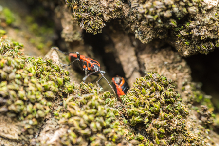 Shield Bug Graphosoma Lineatum also known as the Italian StripedBug and Minstrel Bug.