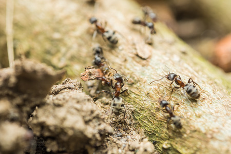 Swarm Colony Of Ants Searching For Foodの写真素材
