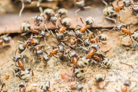 Swarm Colony Of Ants Searching For Foodの写真素材