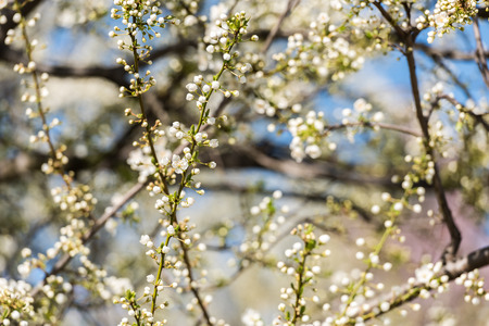 Cherry Tree Flowers Spring Blossom Background