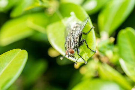 Common Housefly Macro On Green Leaves Backgroundの写真素材