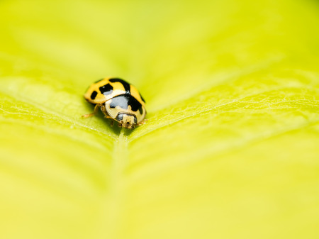 Yellow Ladybug Macro On Leafの写真素材