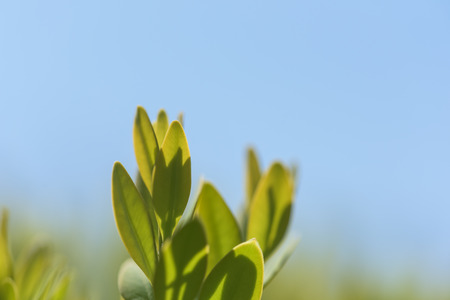 Green Fresh Laurel Bush Leaves Hedge