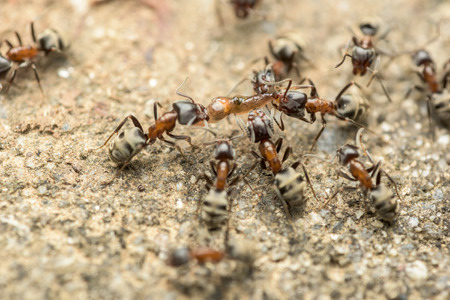 Swarm Of Ants Fights For Food Macro Close Upの写真素材