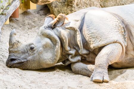 Rhinoceros With Horn Resting Head Portrait