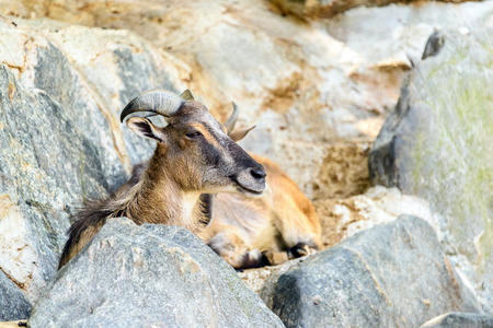 Mountain Goat Portraitの写真素材