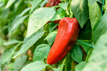 Red Pepper In Vegetable Garden