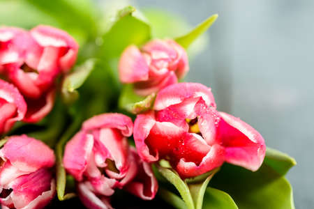 Flowers Bouquet Of Spring Wet Tulips On Wood Table