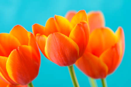 Red And Orange Tulips Flowers Bouquet