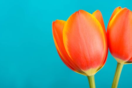 Red And Orange Tulips Flowers Bouquetの写真素材