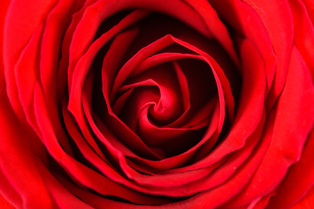 Romantic Red Rose Inside Velvet Petalsの写真素材