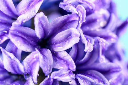 Wet Common Dutch Garden Hyacinth (Hyacinthus Orientalis) With Water Dropletsの写真素材