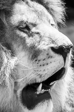 Wild Lion King Feline In Safari Portraitの写真素材