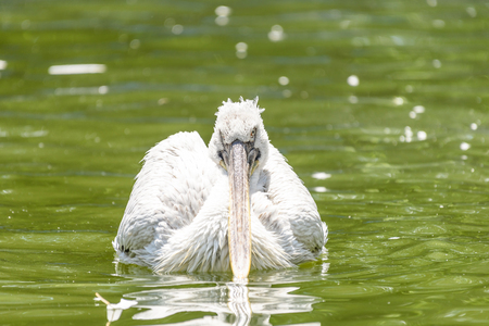 White Pelican Bird In Wilderness Delta Waterの写真素材