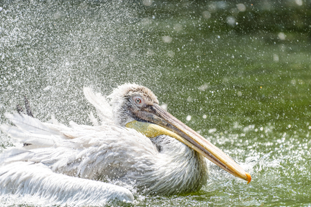 White Pelican Bird In Wilderness Delta Waterの写真素材