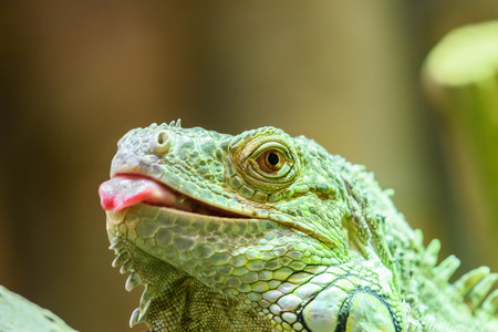 Green Iguana Reptile Portrait On Tree Branchの写真素材