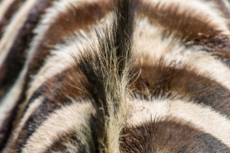 Wild Zebra Stripes And Crestの写真素材