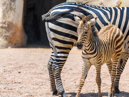 Protective Zebra Mother And Calf In African Savannaの写真素材