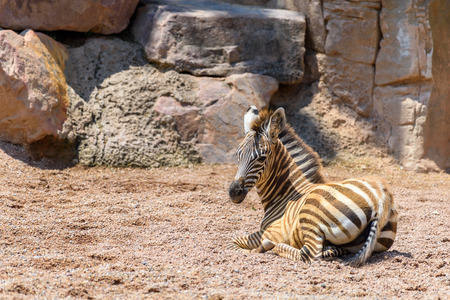 Baby Zebra In African Savannaの写真素材