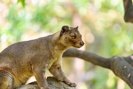 Fossa (Cryptoprocta Ferox) Cat In Madagascarの写真素材