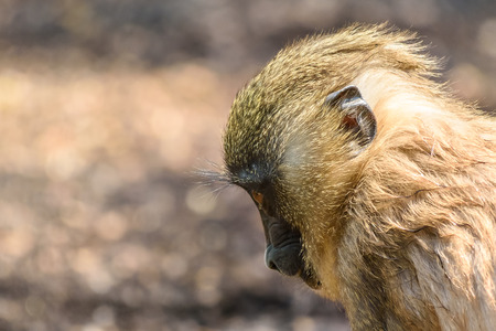 Baby Drill Monkey (Mandrillus Leucophaeus)